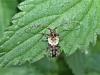 Pogonocherus hispidus